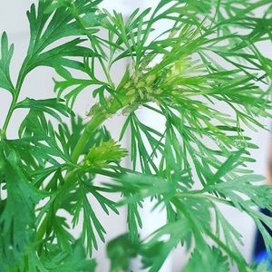 Meet your Posher, Priscilla